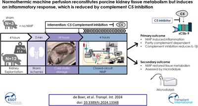 Normothermic Machine Perfusion Reconstitutes Porcine Kidney Tissue Metabolism But Induces an Inflammatory Response, Which Is Reduced by Complement C5 Inhibition